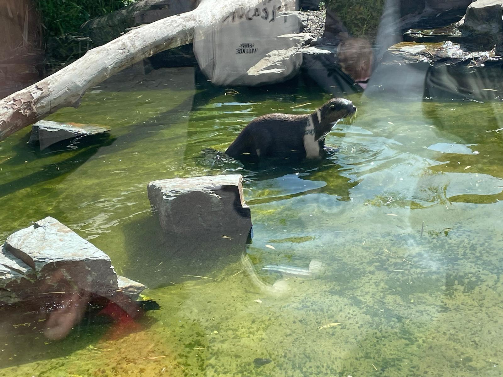 Otters