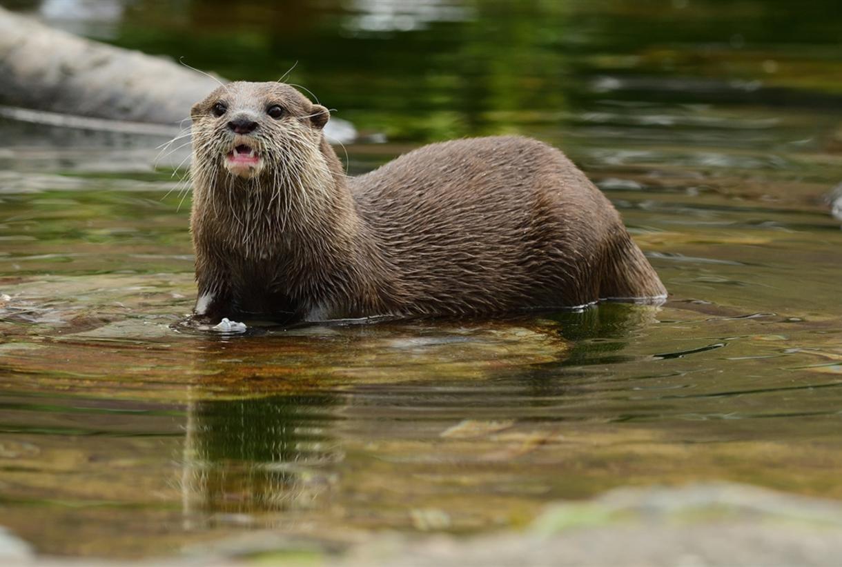 My Trip to Martin Mere Wetland Centre 🦦